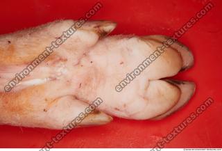 Photo Textures of Pig Leg 